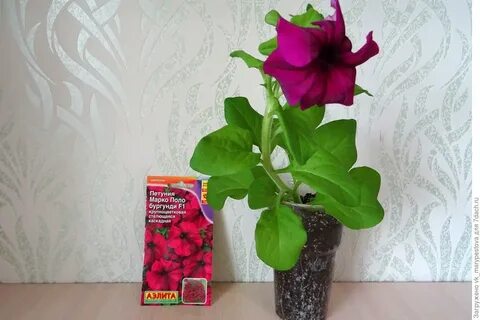 Петуния поло