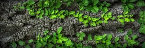 Листовая поверхность растений