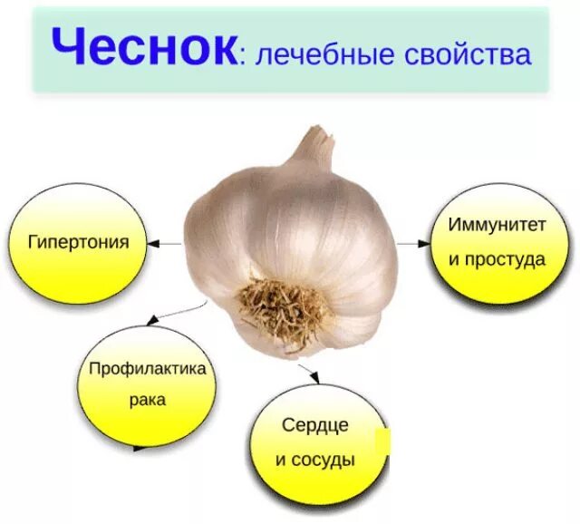 Для чего используют чеснок. Чем полезен чеснок. чеснок польза. полезен чеснок для.организма. что полезного в чесноке.