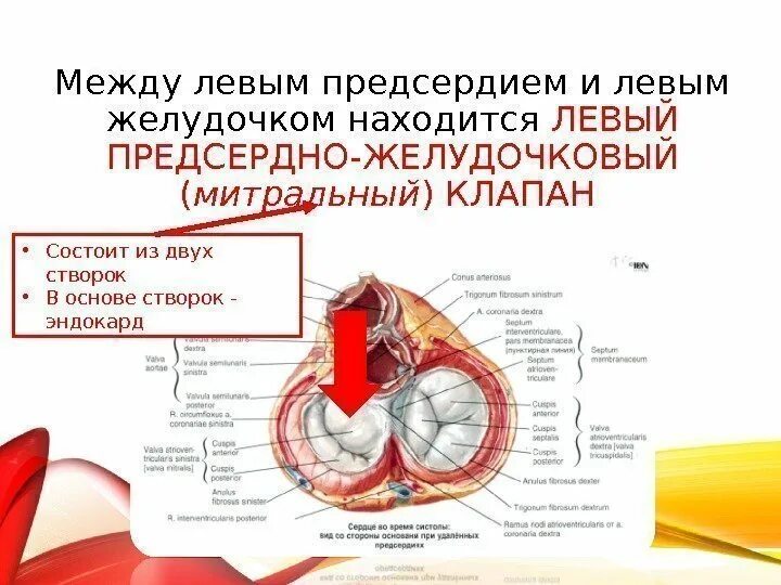 Между правыми предсердием и желудочком находится клапан. Клапаны расположенные между предсердиями и желудочками. Между левым предсердием и левым желудочком расположен. Клапан между левым предсердием и желудочком. Клапан между левым желудочком и левым предсердием.