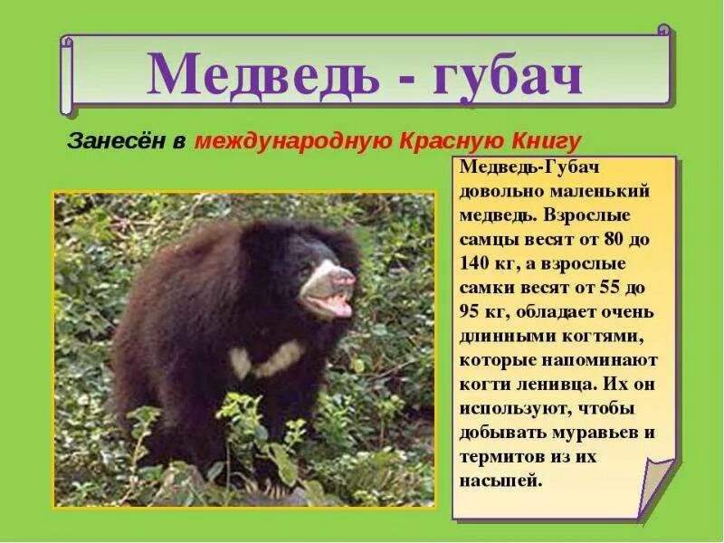 Животные. Животные заннесеный в красную книгу. Краткое сообщение о животном красной книги. Животные россии занесенные в красную книгу россии. Животные красноцкниги.
