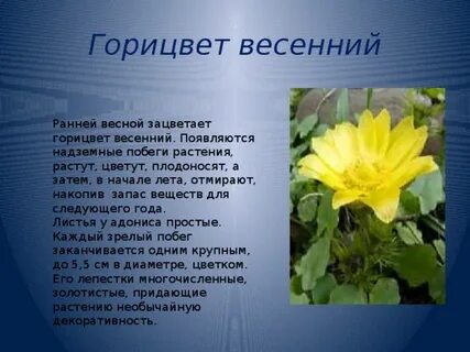 Липецкие растения