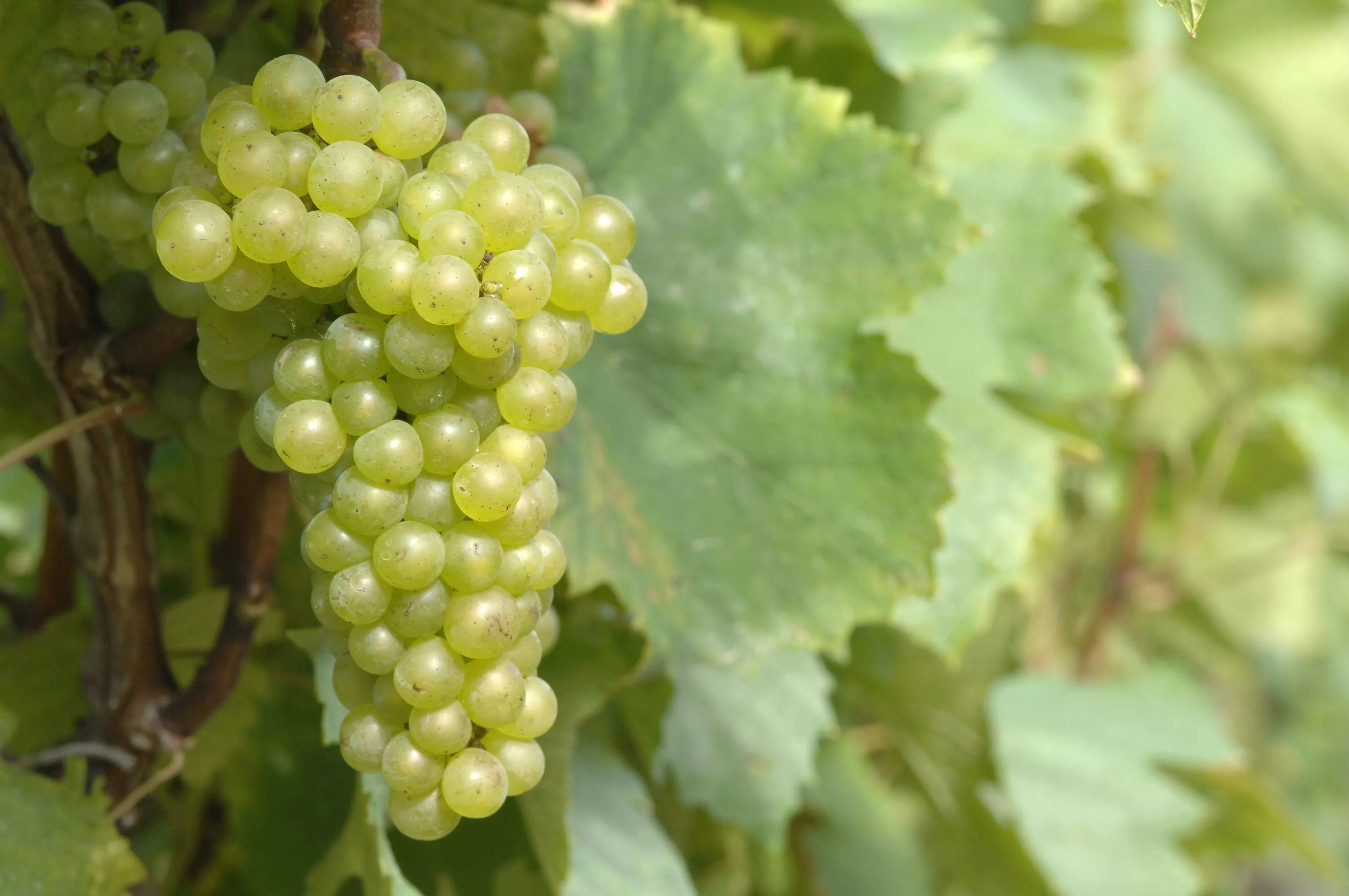 шардоне виноград белый. виноград шардоне блан. шардоне виноград белый. виноград пино блан. виноград (vitis) chardonnay blanc.
