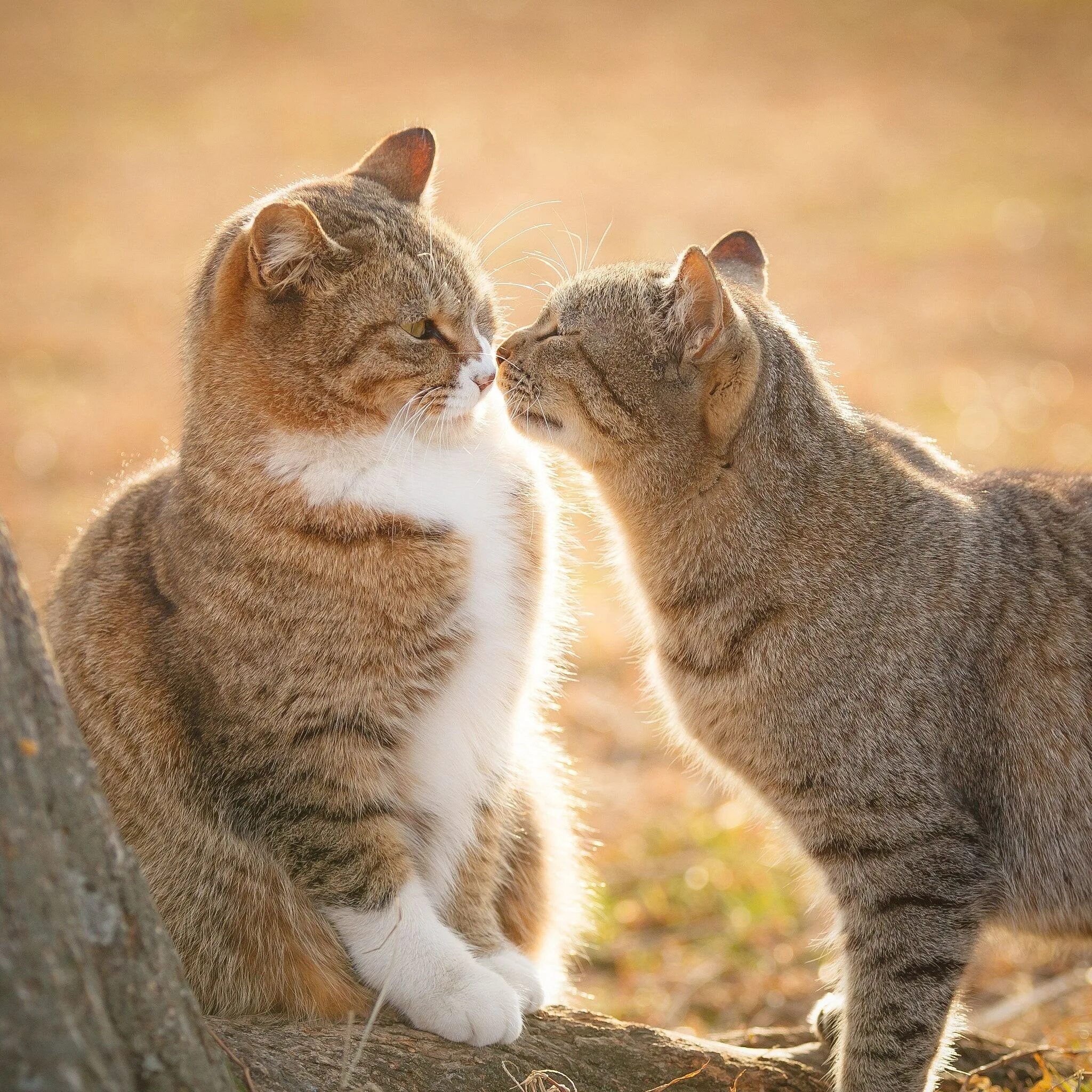Любовь кошек и котов. Кошки любовь. Нежная кошка. Котики милуются. Ласковая кошка.