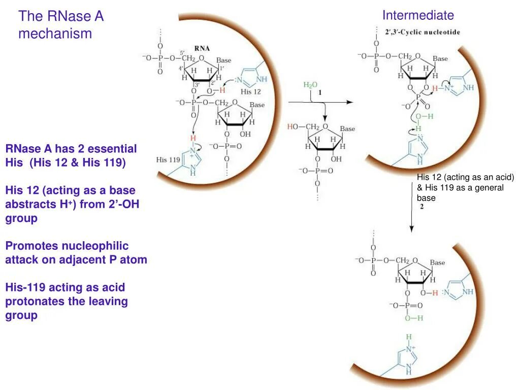 As a mechanism. Ribozymes mechanism. enzymatic catalysis. electroporation mechanism. mechanism of bt strains to pests.