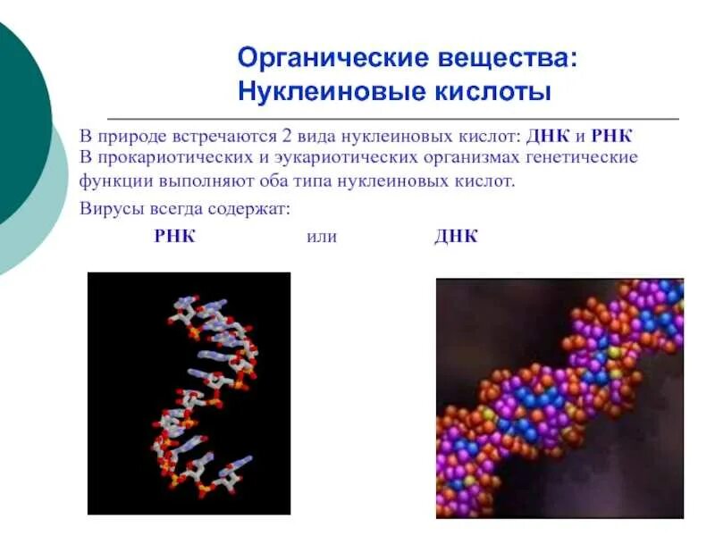 Соотношение количества органического вещества живых организмов