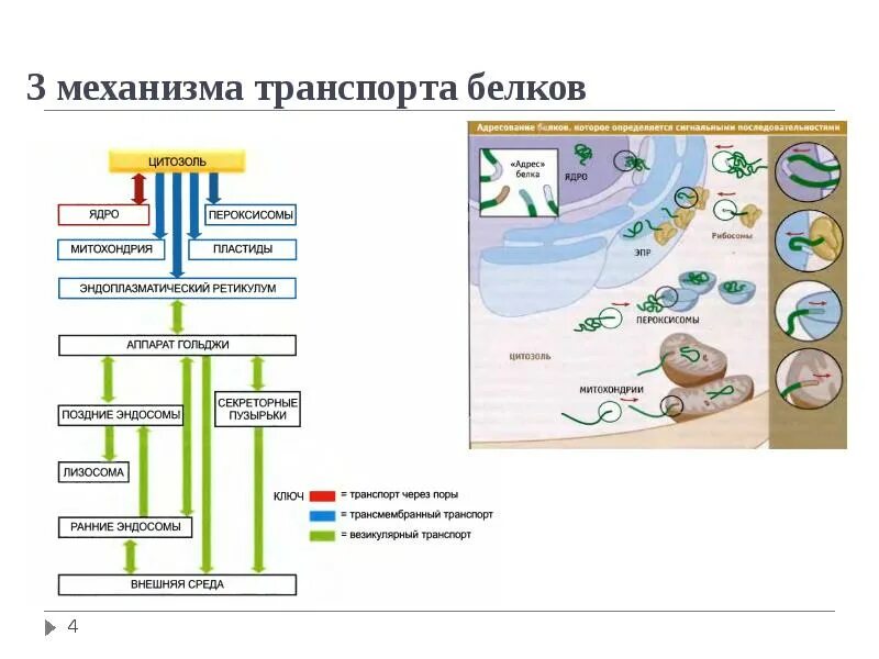 Белковый транспорт. ТОПОГЕНЕЗ белков. Транспорт белков в ядро. Механизм транспорта белков в митохондрии.