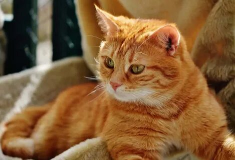 Рыженькая кошка