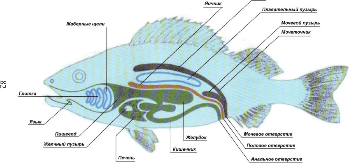 Плавательный пузырь щуки. Выделительная система окуня. Пищеварительная система окуня. Пищеварительная и выделительная система рыб. Строение пищеварительной системы рыб.