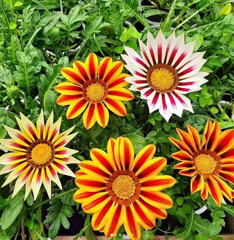 Цинерария джестер. Гацания циния сальпиглоссис. Доротеантус еллоу. Сибирские однолетники. Остеоспермум многолетка.