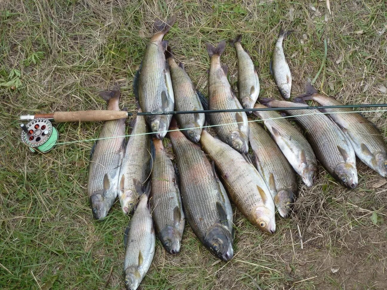 Какая рыба ловится в апреле на реке. Ангарский хариус. хариус рыба ангара. хариус на енисее. река ангара рыбалка.