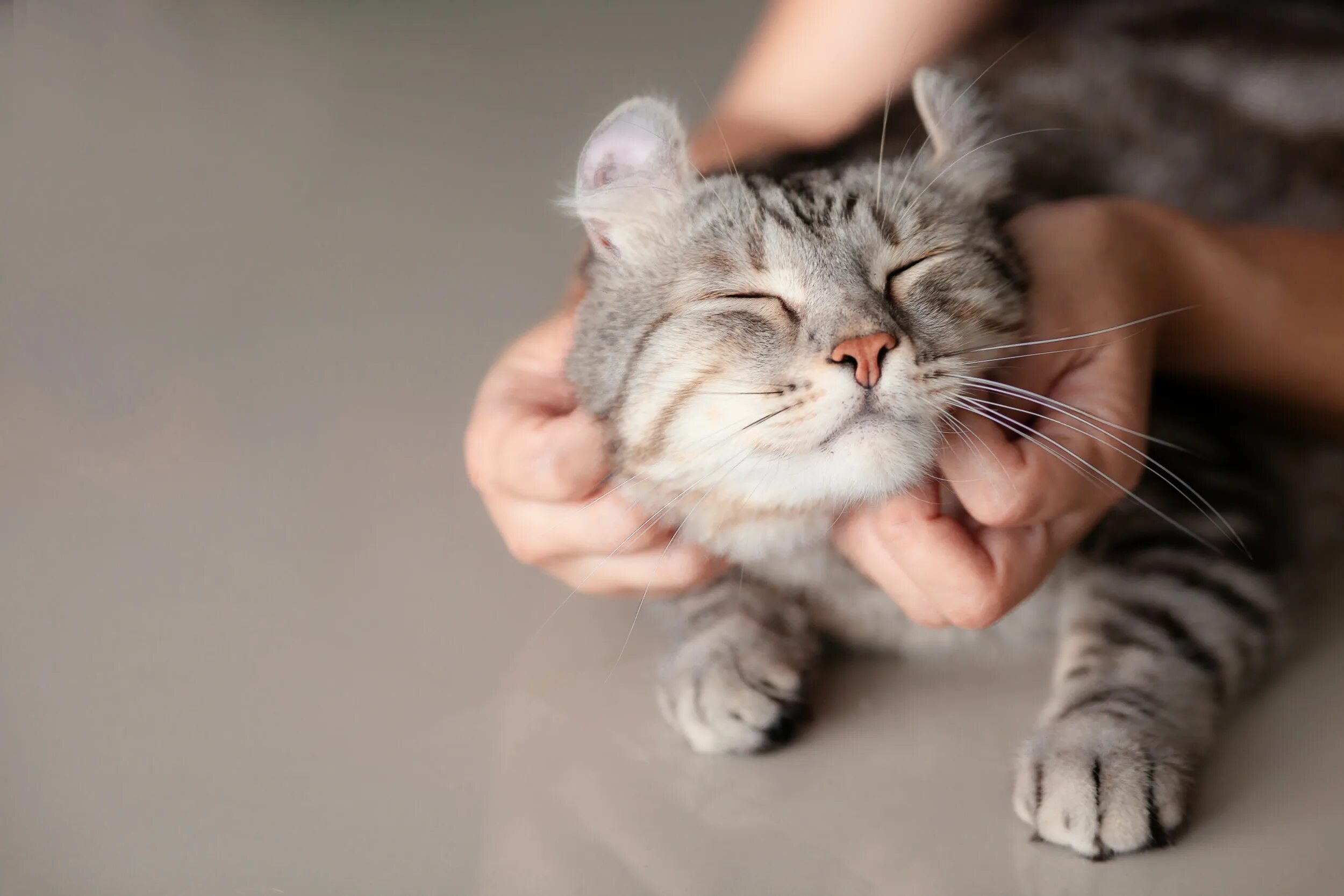 Getting a cat. Getting a cat