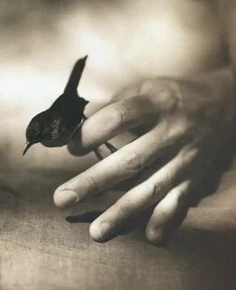Bird in hand