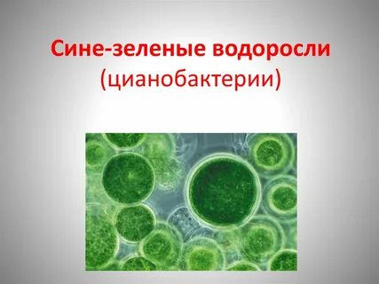 Когда появились сине зеленые водоросли