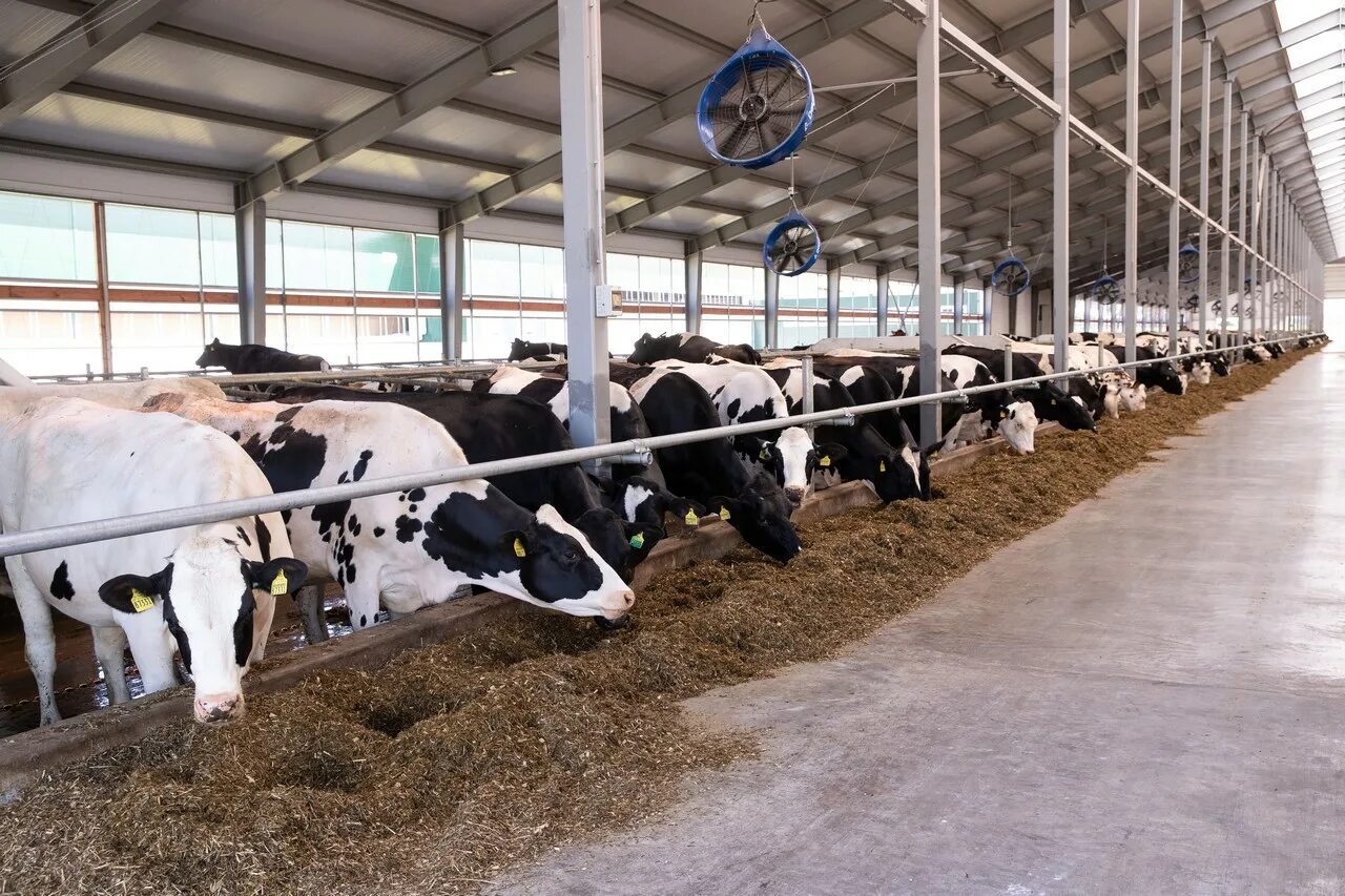 филиал комплекса крс троицкий. агропромкомплектация курск молочный комплекс. комплекс крс. комплекс крс. агропромкомплектация троицкое курская область.