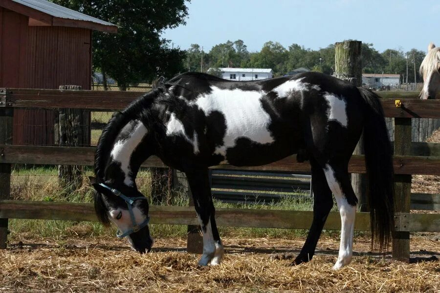 The Campolina horse breed of Brazil paint horses Campolina, Raça de cavalo, Cava
