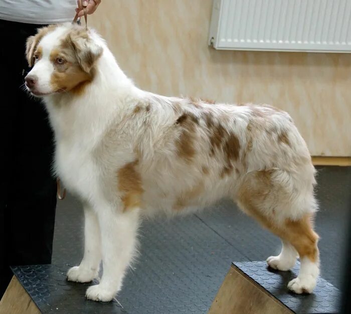 грумминг аусси. питомник австралийских овчарок. американская овчарка аусси. аусси австралийская овчарка. аусси австралийская овчарка питомник щенки.