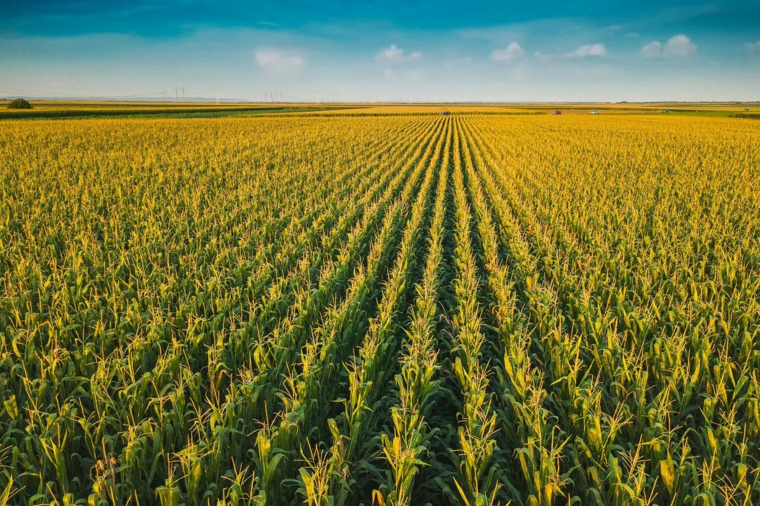 Corn fields