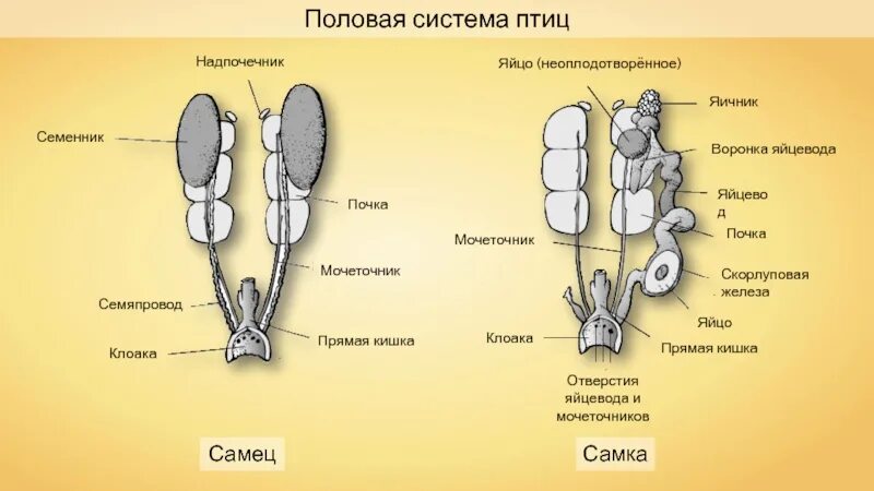 Как устроена мужская половая система где происходит. Строение половой системы птиц. Мочеполовая система самца и самки птицы. Половая система птиц строение. Половая система самцов птиц.