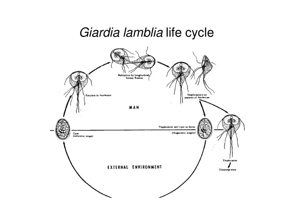 Жизнь лямблии. Лямблия жизненный цикл схема. lamblia intestinalis жизненный цикл. цикл развития лямблии схема с подписями. жизненный цикл lamblia(giardia) intestinalis:.