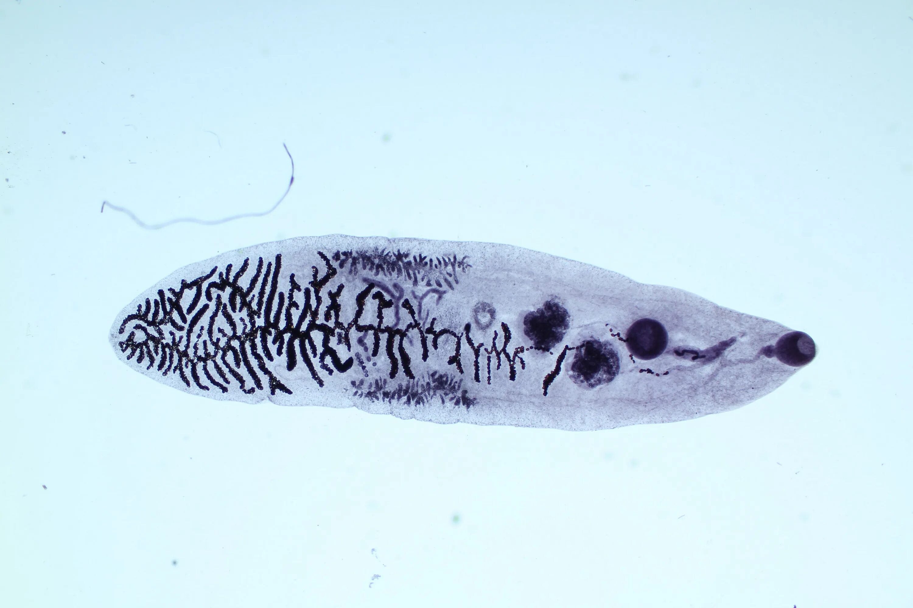 Ланцетовидный сосальщик. Ланцетовидный сосальщик (Dicrocoelium lanceatum). Ланцетовидный сосальщик строение.