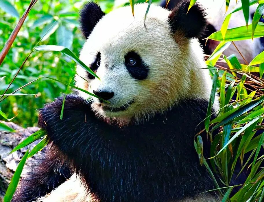 Большая Панда (Ailuropoda melanoleuca).. Панда бамбуковый медведь. Большая Панда или бамбуковый медведь. Большая Панда с бамбуком. Большая панда медведь