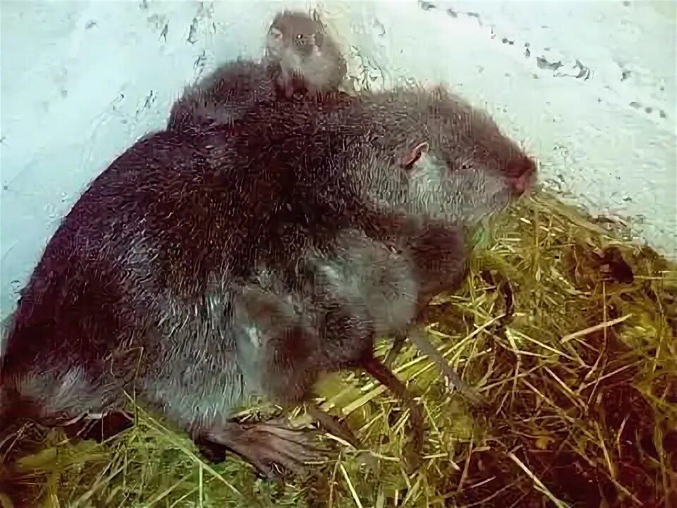 Нутрия малыши. Нутрия малыши. Нутрия. Нутрия. Дети нутрий.