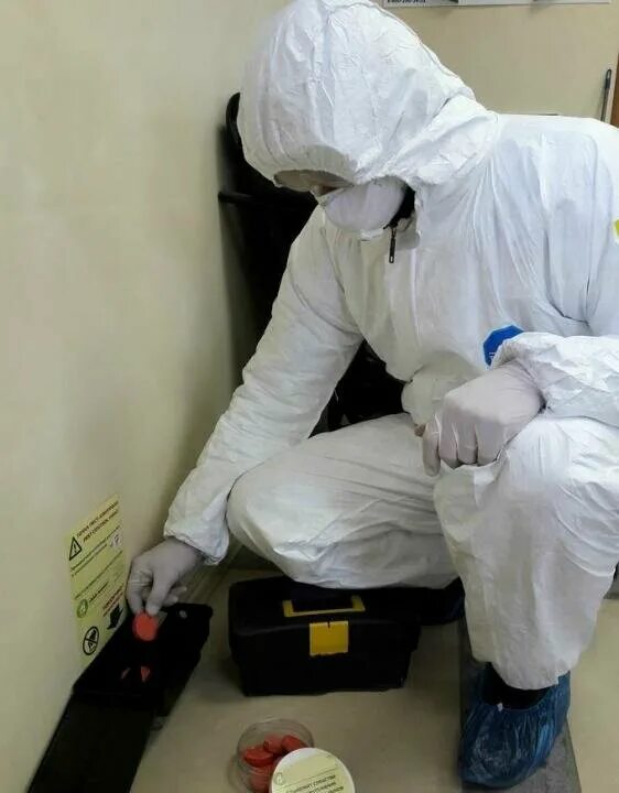 дезинфекция от грызунов. уничтожение грызунов дератизация. уничтожение грызунов дератизация. дезинфекция от грызунов. дезинфекция от грызунов.