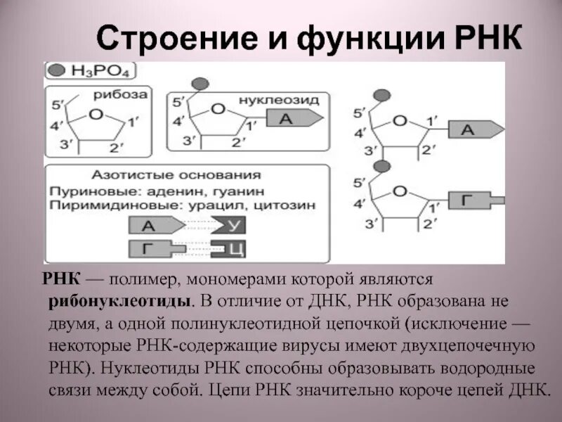 РНК строение и функции. РНК строение классификация и функции. Схема строения мономера РНК. Структура и функции РНК.