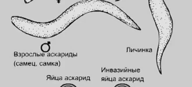 Развитие личинки в теле хозяина аскарида. Аскарида человеческая строение самец. самка и самец аскариды строение. внешний вид самки и самца аскариды. аскарида рисунок.