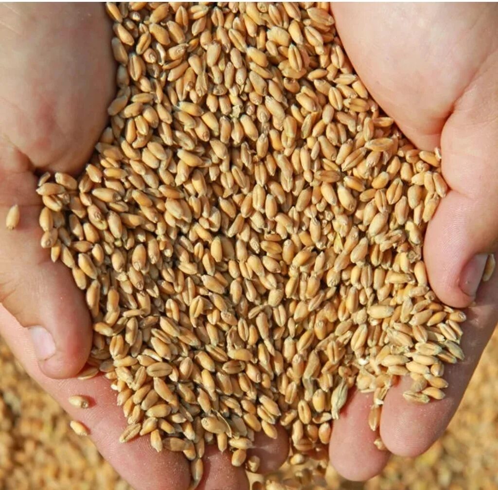 Продам ячмень. Зерносмесь пшеница, ячмень, овес. Пшеничное зерно. Пшеница ячмень кукуруза. Зерена пешница.