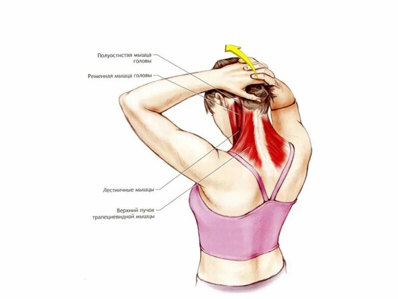 перелом ключицы реабилитация. упражнения для красивых ключиц. упражнения для ключиц. лфк после перелома ключицы реабилитация. упражнения на растяжение мышц шеи.