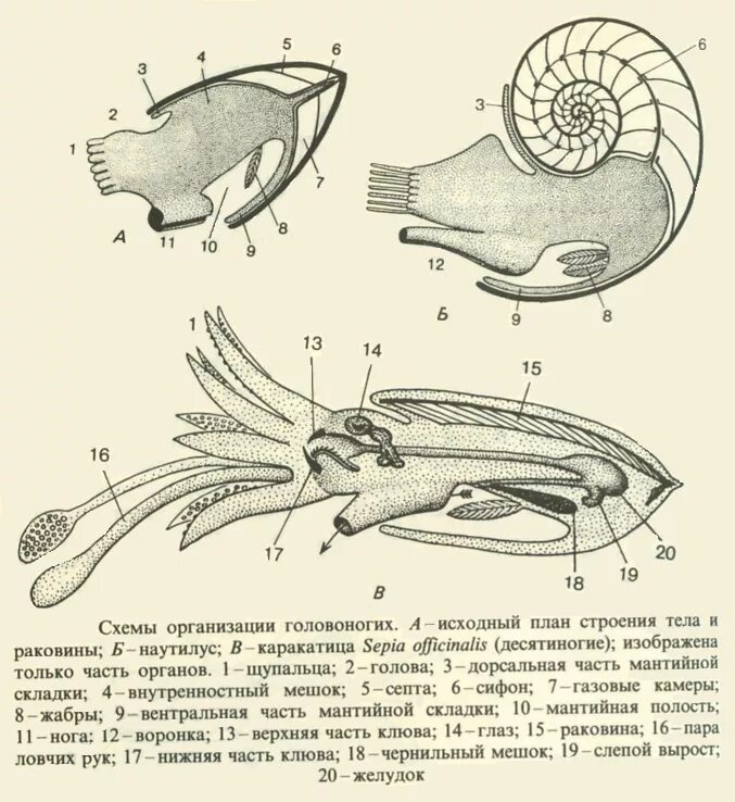 Схема строения головоногого моллюска. Схема внутреннего строения каракатицы. Внутренеестроение головоногих моллюсков. Строение раковины головоногих. Каракатица организм