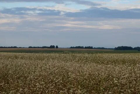 Урожайность алтайского края