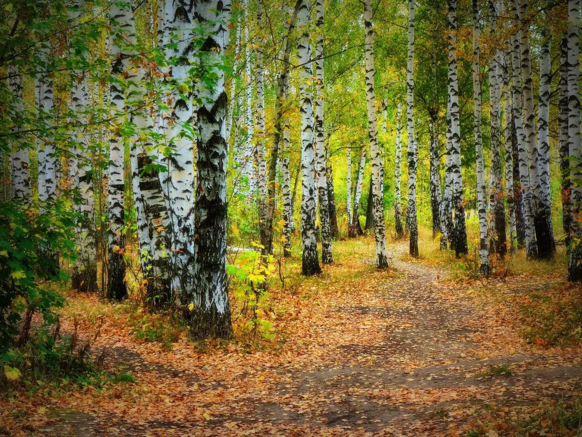 природа березы. березовая роща предложения. березовая роща чебоксары. берёзовая роща курск. березовая роща предложения.