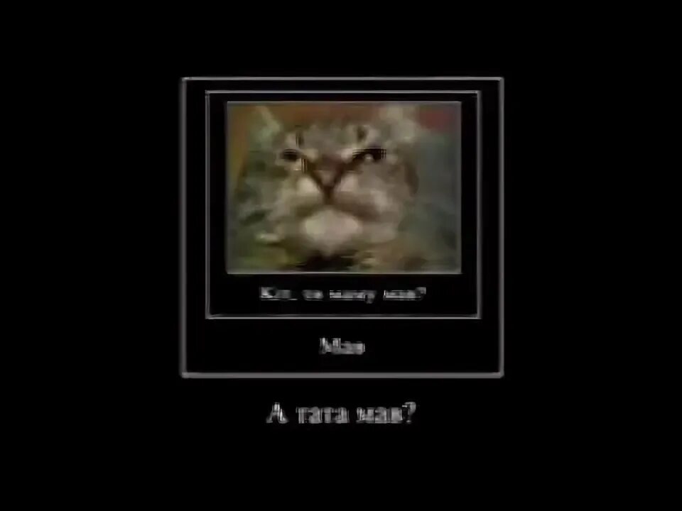 Кит мяу. Кит ты маму мав. Kid vs kat. Кит мяу. Кiт мем ты маму.