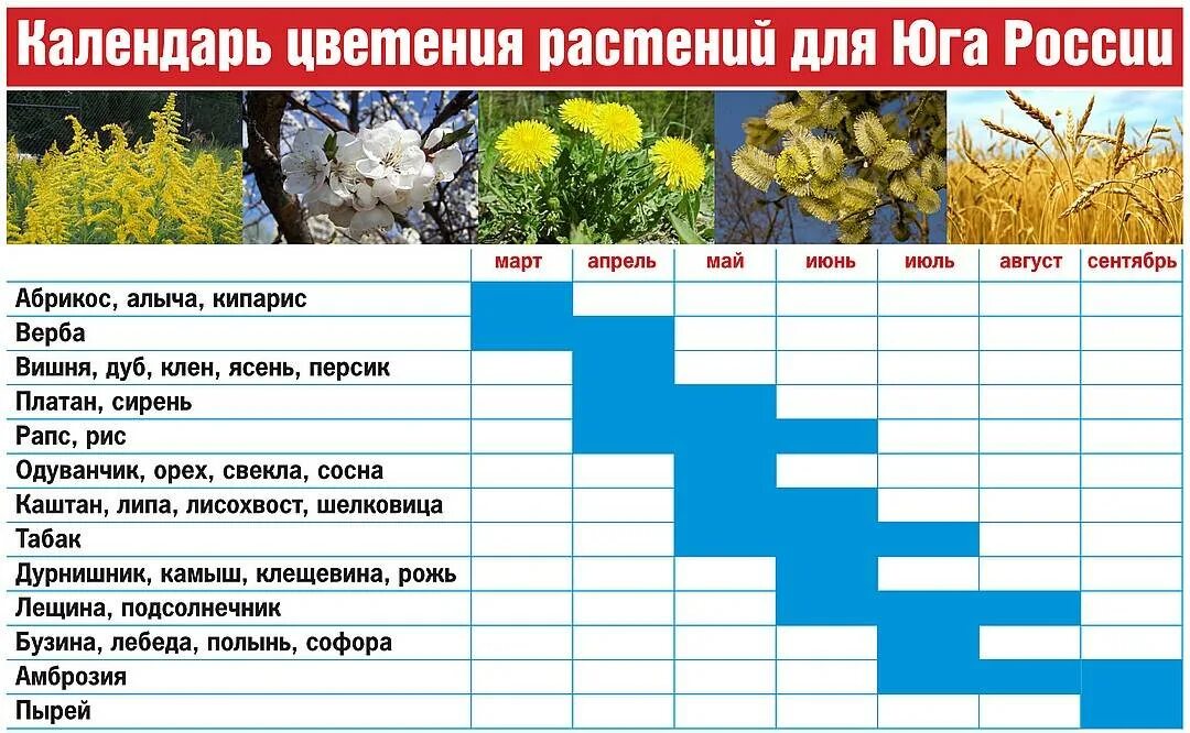 Время цветения деревьев. Календарь аллергика цветения растений-аллергенов. календарь цветения аллергенных растений крыма. амброзия растение период цветения. календарь цветения в крыму для аллергиков.