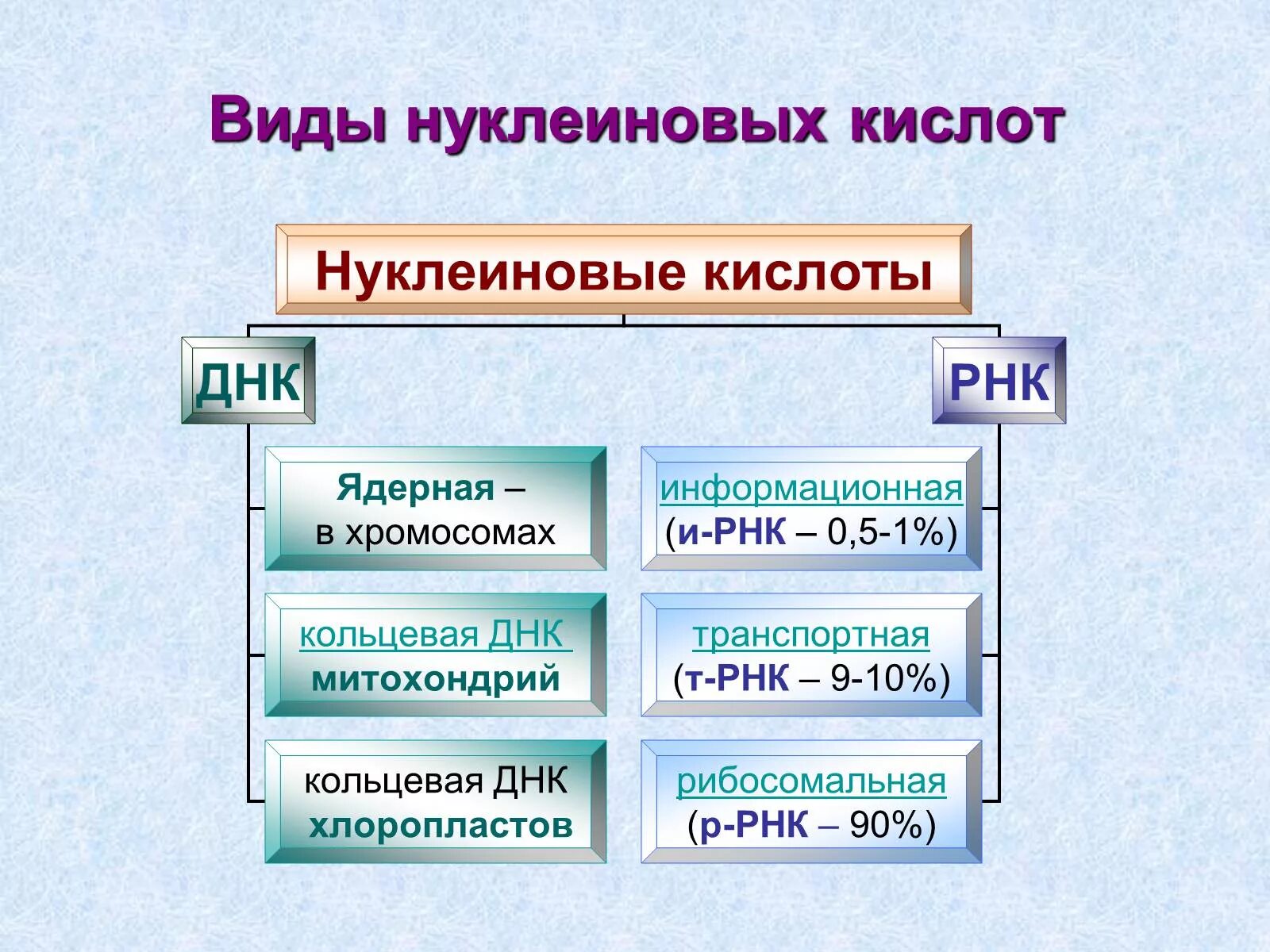 Митохондрия рнк. Типы нуклеиновых кислот. Какие существуют виды нуклеиновых кислот?. Виды нуклеиновых кислот ДНК. Нуклеиновые кислоты типы нуклеиновых кислот.