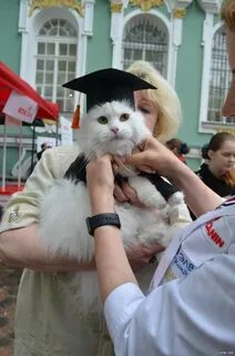 Эрмитажные коты сколько