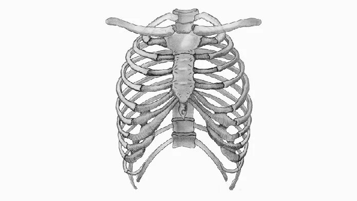 Th6 ребро. 11 ребро у человека. 9 ребро. Строение грудины и рёбер, грудная клетка анатомия. Одиннадцатое ребро человека анатомия.