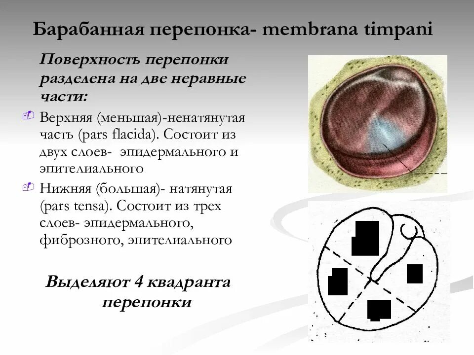 Особенность строения барабанной перепонки какую функцию. Квадранты барабанной перепонки. барабанная перепонка строение. барабанная перепонка анатомия.