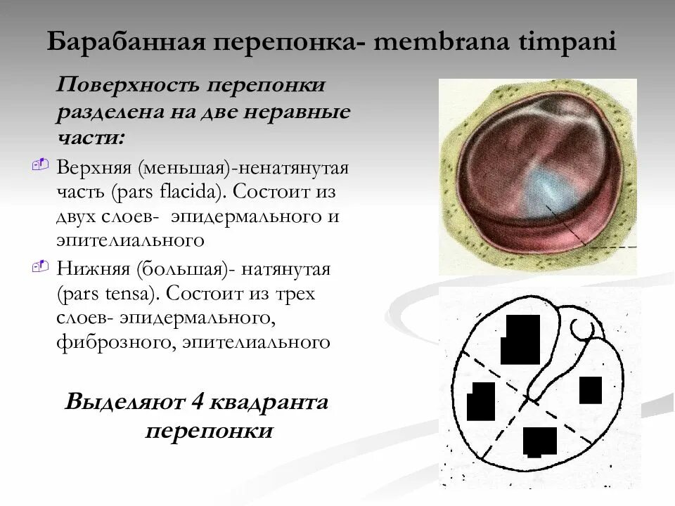 Положение барабанной перепонки. Квадранты барабанной перепонки. Барабанная перепонка строение. Барабанная перепонка анатомия.