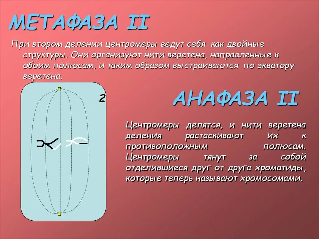 Какую роль выполняет центромера при митозе