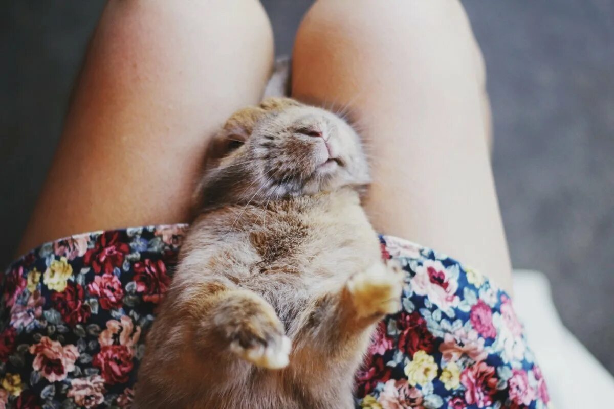 Девушка с котом на руках и голой киской между ног фото