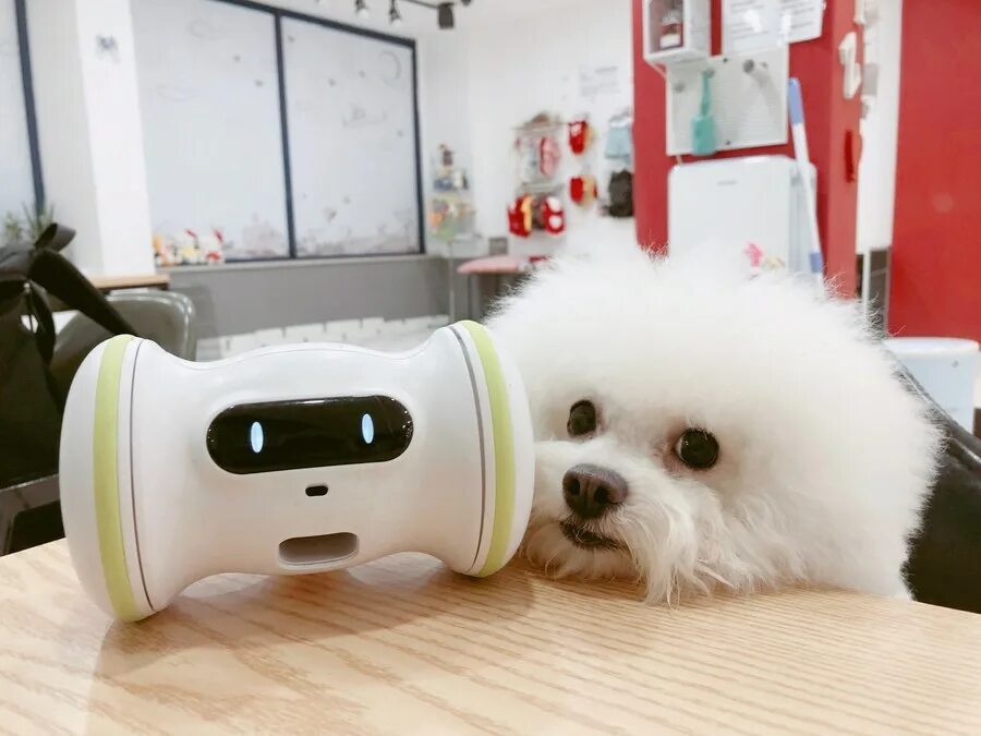 Varram Pet Fitness Robot. Робот для домашних животных. Робот Pets. Робот собака компаньон.