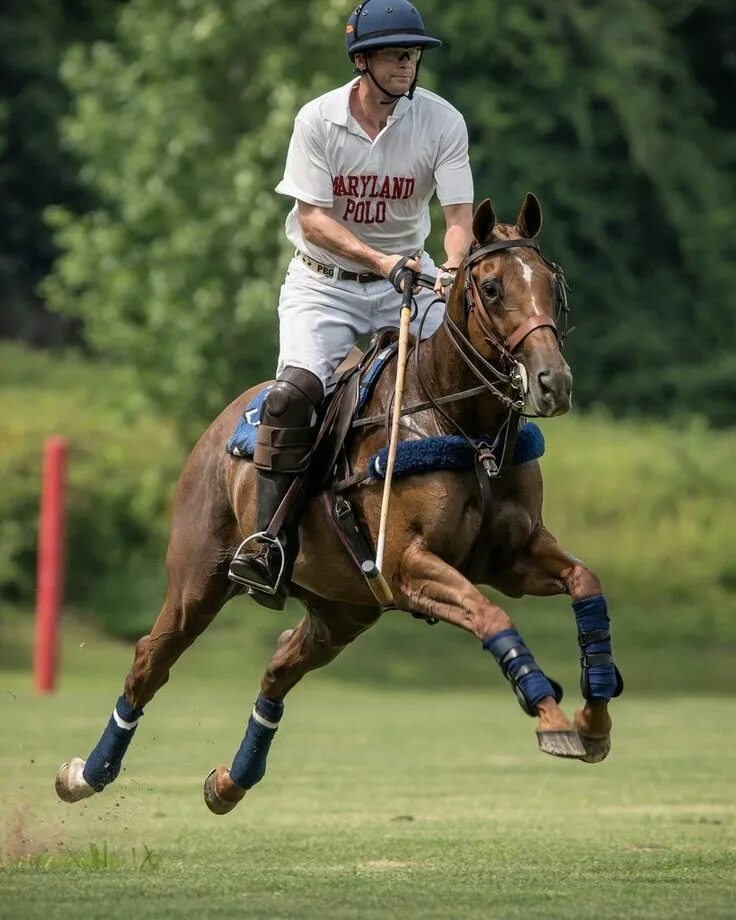 Sports horse. Polo Sport. Polo Equestrian. Поло на лошадях. Поло спорт на лошадях.