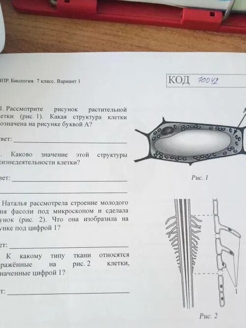 Рассмотрите рисунок растительной клетки рис 1. Растительная клетка ВПР 6 класс. Какая структура клетки обозначена на рисунке буквой а. Рассмотрите рисунок растительной клетки какая структура.