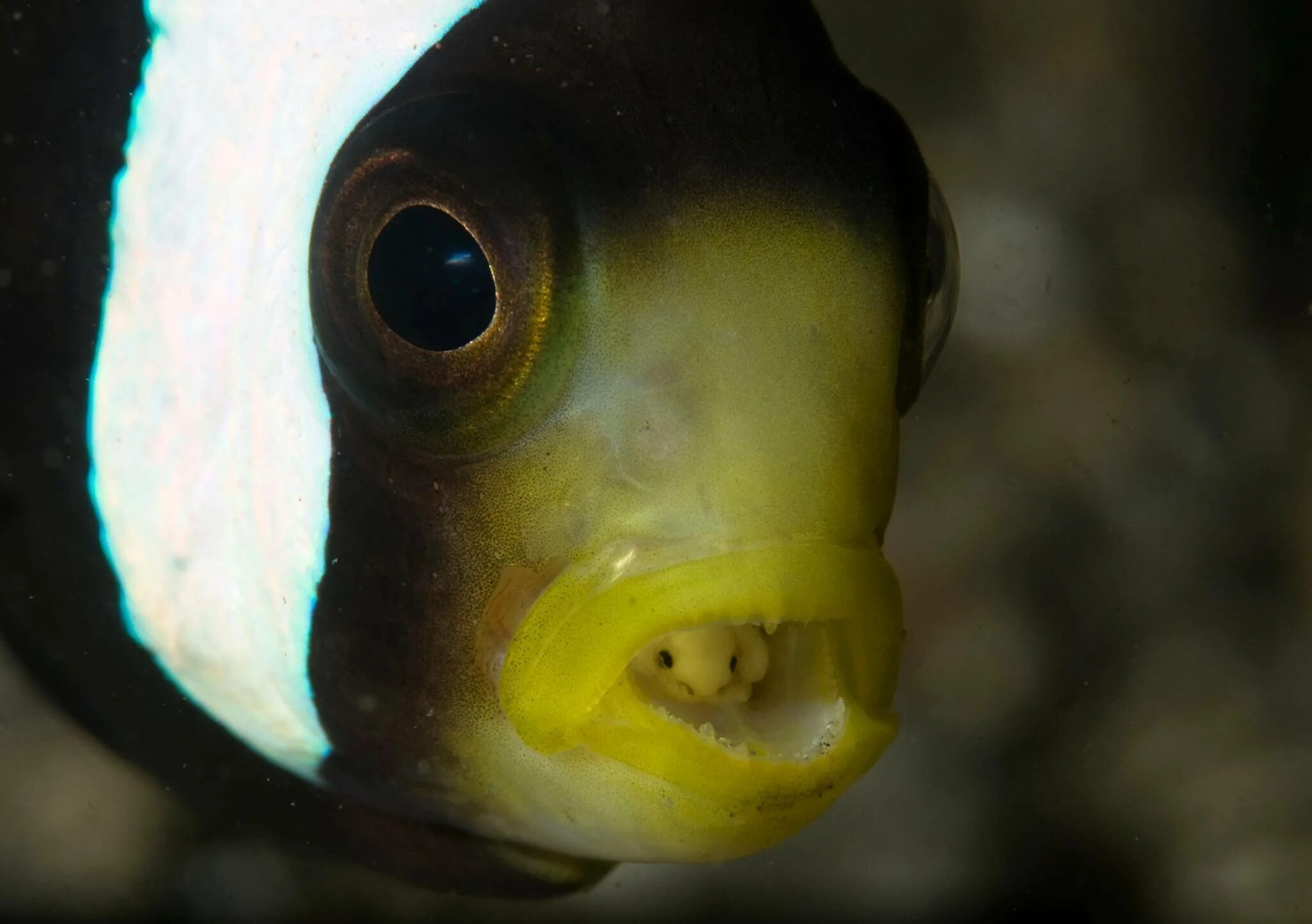 Какой рот у рыб. Мокрица-паразит Cymothoa exigua.