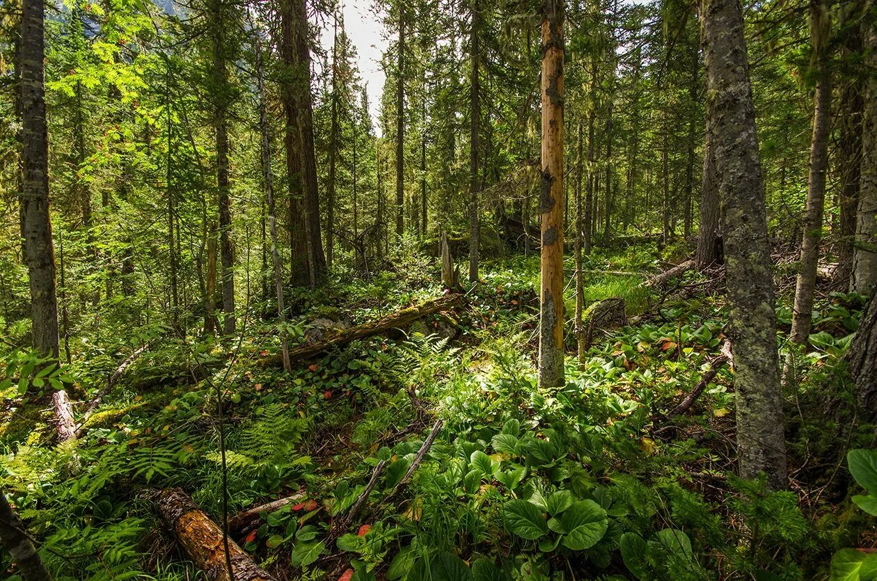 Глухой лес определение. Таежный подлесок. сибирский лес сибирская тайга. восточно сибирская тайга. подлесок тайги.