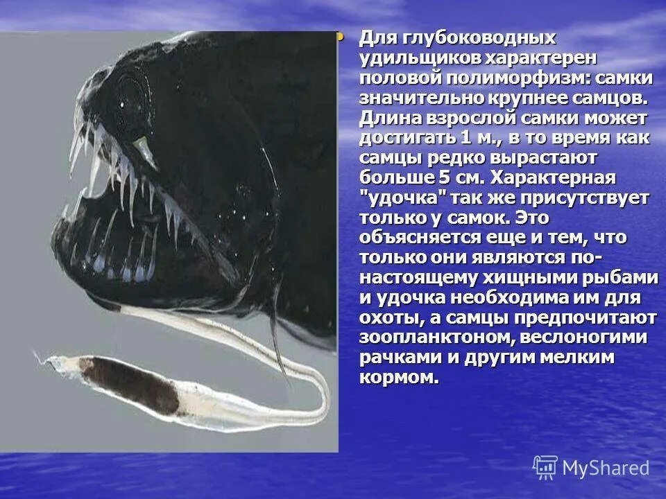Сравните условия обитания рыб удильщика и акулы. Морской черт глубоководный удильщик. рыба удильщик рыба удильщик. глубоководная рыба удильщик. зубы глубоководного удильщика.